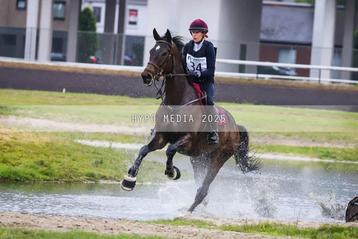 Veelbelovende 4-jarige ruin voor de sport beschikbaar voor biedingen