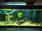 Aquarium 120L met Regenboogvisjes, guppies,  filter en beeld, Dieren en Toebehoren