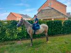 Super brave pony, Dieren en Toebehoren, Paarden