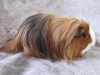 Sheltie, Dieren en Toebehoren, Knaagdieren, Juni, Mannelijk, Cavia