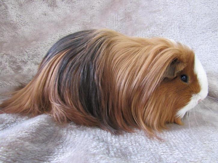 Sheltie, Dieren en Toebehoren, Knaagdieren, Mannelijk, Cavia, Juni