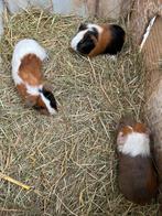 3 jonge cavia beertjes, Mâle, Domestique, Janvier, Cobaye