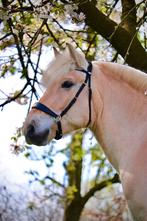 Bitloos hoofdstel 3ways use maat cob QHP Sunna kleur zwart, Dieren en Toebehoren, Paarden en Pony's | Hoofdstellen en Tuigage