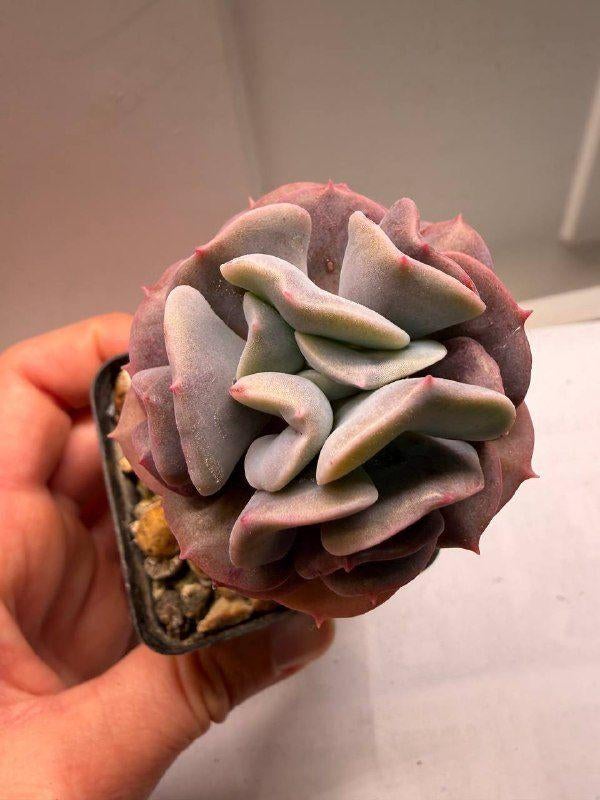 Succulentes/plantes succulentes, Maison & Meubles, Plantes d'intérieur, Plante succulente, Enlèvement ou Envoi