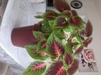 Kamerplanten , 4 soorten, Huis en Inrichting, Overige soorten, Minder dan 100 cm, Halfschaduw, In pot