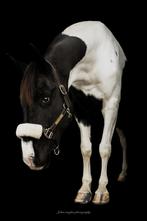 Gezocht: halve stal/bijrijder met ervaring!, Dieren en Toebehoren, Paarden, Gechipt, Ruin, Zadelmak, 7 tot 10 jaar