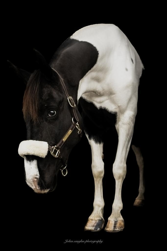 Gezocht: halve stal/bijrijder met ervaring!, Dieren en Toebehoren, Paarden, Ruin, Zadelmak, 160 tot 165 cm, 7 tot 10 jaar, Recreatiepaard