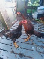 O shamo 1 haan en 4 hennen, Dieren en Toebehoren, Pluimvee