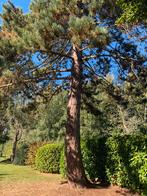 3 grote bomen, Ophalen