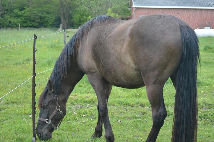 spaans paard, Animaux & Accessoires, Chevaux, Hongre, B, 160 à 165 cm, 7 à 10 ans, Cheval de récréation, Avec puce électronique