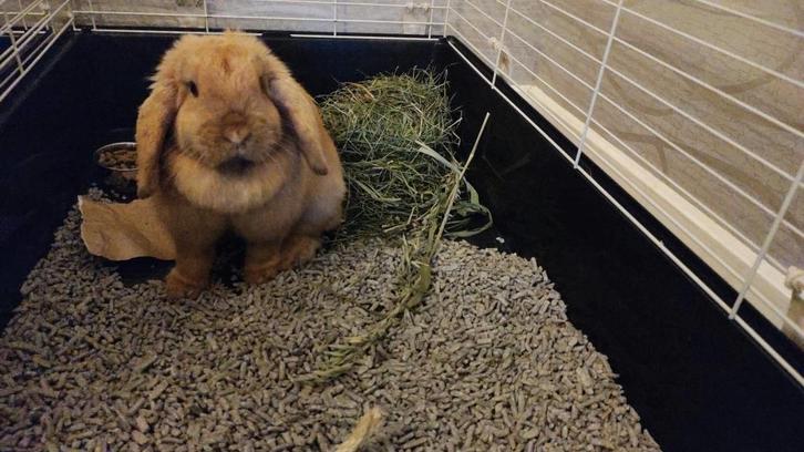 Konijn, Animaux & Accessoires, Lapins, Taille moyenne, Femelle, 0 à 2 ans