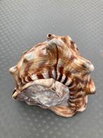 Fossielen en mineralen, Ophalen, Schelp(en)