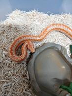 Gezocht : Albino Limburg Rosy Boa man.