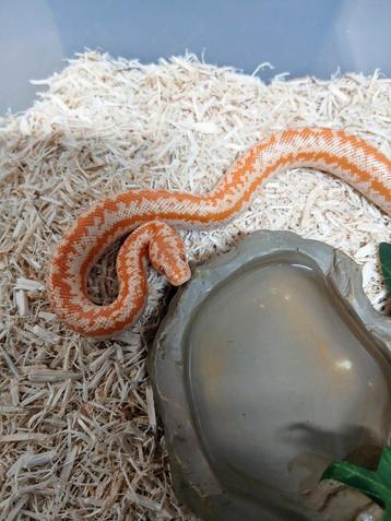 Gezocht : Albino Limburg Rosy Boa man.  beschikbaar voor biedingen