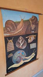 Oude schoolplaat 'De wijngaardslak', Antiek en Kunst, Antiek | Schoolplaten, Ophalen of Verzenden, Natuur en Biologie