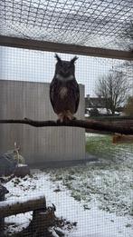 Europese oehoe, Dieren en Toebehoren