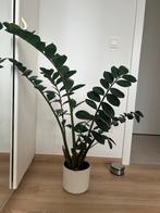 Zamioculcas plant, Huis en Inrichting, Ophalen