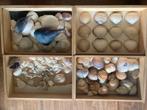 Collectie schelpen, Ophalen, Schelp(en)