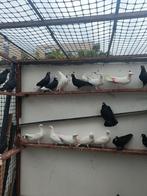 Bulgaars hoogvliegers duiven uit pazardzhik, Dieren en Toebehoren, Vogels | Duiven, Meerdere dieren, Overige soorten