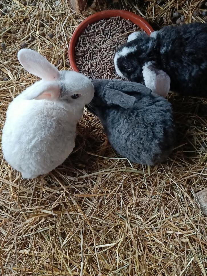 Rex Widder baby konijntjes_week 4, Dieren en Toebehoren, Konijnen, Klein, Mannelijk, 0 tot 2 jaar, Hangoor