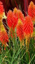 Kniphofia/ vuurpijl, Volle zon, Vaste plant, Zomer, Ophalen
