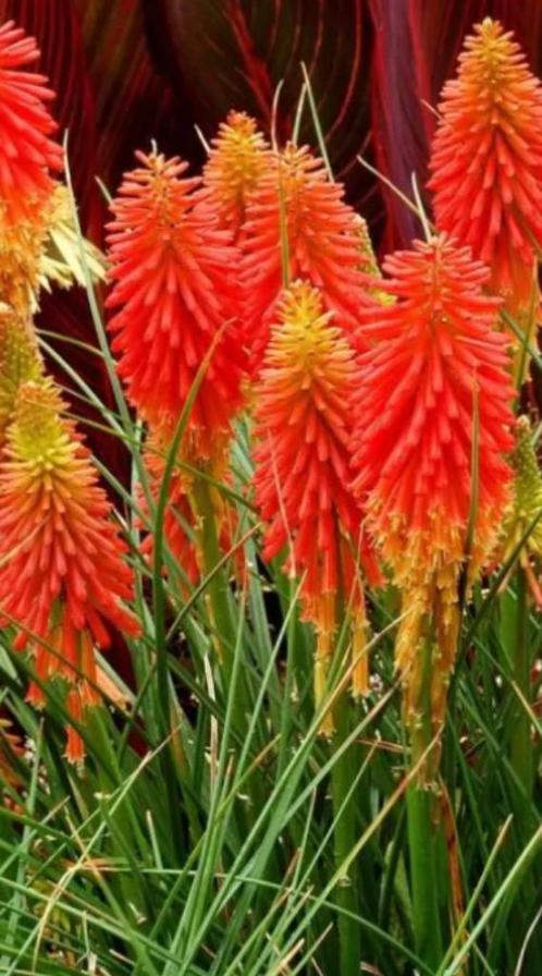 Kniphofia/ vuurpijl, Tuin en Terras, Planten | Tuinplanten, Vaste plant, Overige soorten, Volle zon, Zomer, Ophalen
