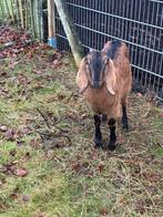 Nubische geit, Dieren en Toebehoren, Schapen, Geiten en Varkens, Vrouwelijk, Geit, 0 tot 2 jaar