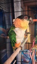 Zwartkop caique man kweekrijp, Dieren en Toebehoren, Vogels | Parkieten en Papegaaien, Mannelijk, Papegaai, Pratend