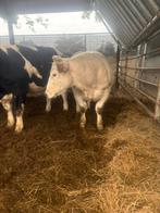 Bwb vaars, Dieren en Toebehoren, Runderen