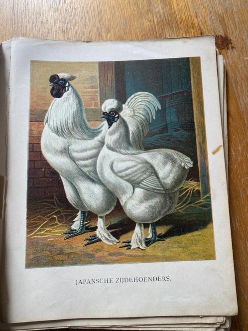 Geïllustreerd Hoenderboek -1888, Antiek en Kunst, Antiek | Boeken en Manuscripten, Ophalen of Verzenden