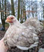 Cochin kriel hen sierkippen, Dieren en Toebehoren, Pluimvee, Vrouwelijk, Kip