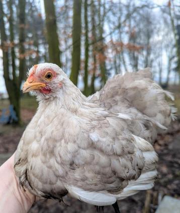 Cochin kriel hen sierkippen  beschikbaar voor biedingen