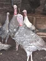 Zeer mooi jonge kalkoenen., Dieren en Toebehoren, Pluimvee, Meerdere dieren, Kalkoen