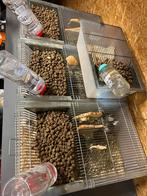 Veeltepelmuizen, Dieren en Toebehoren, Ophalen, Zo goed als nieuw, Muis