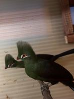 0-1 toerako persa persa, Dieren en Toebehoren, Vogels | Overige Vogels, Vrouwelijk, Tropenvogel, Geringd