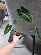 Alocasia frydek, Huis en Inrichting, Kamerplanten, Ophalen, Overige soorten, Halfschaduw, In pot