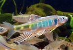 Zacco platypus, Chinese drakenvis, Vis, Zoetwatervis, Schoolvis