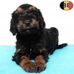 Cockapoo – Speels en aanhankelijk reutje te koop, Parvo, België, 8 tot 15 weken, Eén hond