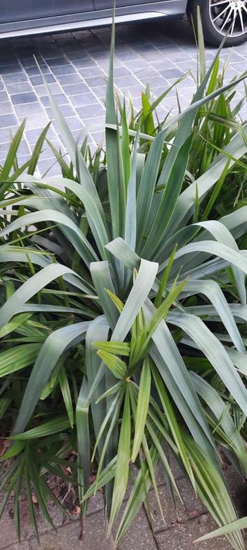 YUCCA spotprijs voor grote plant  beschikbaar voor biedingen