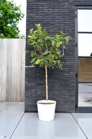 Perzische limoen - Citrus x latifolia - 8-10cm stamomtrek beschikbaar voor biedingen