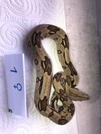 3-3 BCC NORTH BRAZIL BELEM, Animaux & Accessoires, Reptiles & Amphibiens, Serpent, 0 à 2 ans