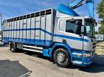Scania P310 4x2 LIVESTOCK / VEEWAGEN / TIERTRANSPORT / BETAI, Auto's, Achterwielaandrijving, Bedrijf, 2 zetels, 228 kW