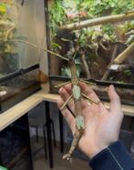 Phasma gigas nymphen, Dieren en Toebehoren, Wandelende tak
