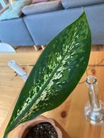 Dieffenbachia Crocodile, Huis en Inrichting, Kamerplanten, Overige soorten, Minder dan 100 cm, Groene kamerplant, Halfschaduw