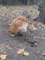 Haantje, Dieren en Toebehoren, Mannelijk, Kip