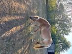 Haflinger merrie met hengstenveulen te koop, Merrie, Minder dan 160 cm, Gechipt, 3 tot 6 jaar