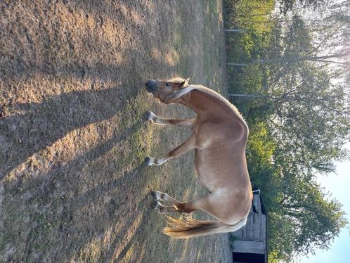 Haflinger merrie met hengstenveulen te koop, Dieren en Toebehoren, Paarden, Merrie, Onbeleerd, Minder dan 160 cm, 3 tot 6 jaar