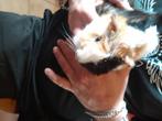Cobayes mâles de 5 mois à  donner avec leur cage, Animaux & Accessoires, Enlèvement ou Envoi, Cage, Comme neuf, Moins de 75 cm
