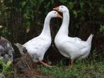 Witte gans gezocht, Dieren en Toebehoren, Vogels | Overige Vogels, Vrouwelijk, Tam