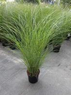 Miscanthus sinensis gracimillus promo van de kwekerij!, Tuin en Terras, Planten | Tuinplanten, Ophalen, Volle zon, Vaste plant